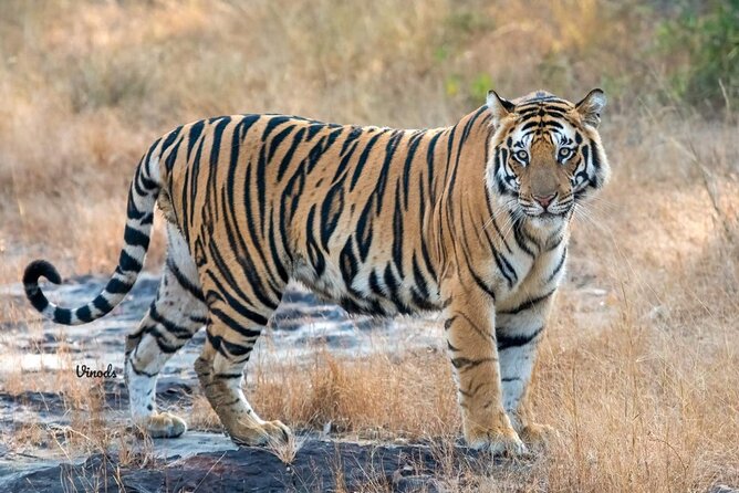 05 Days - Private Luxury Golden Triangle Tour with Ranthambore - Key Things That Make This Tour Worth Your Time