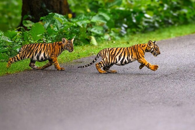 05 Days - Private Luxury Golden Triangle Tour with Ranthambore - Into the Jungle: Two Ranthambore Safaris and How to Think About Tiger Odds