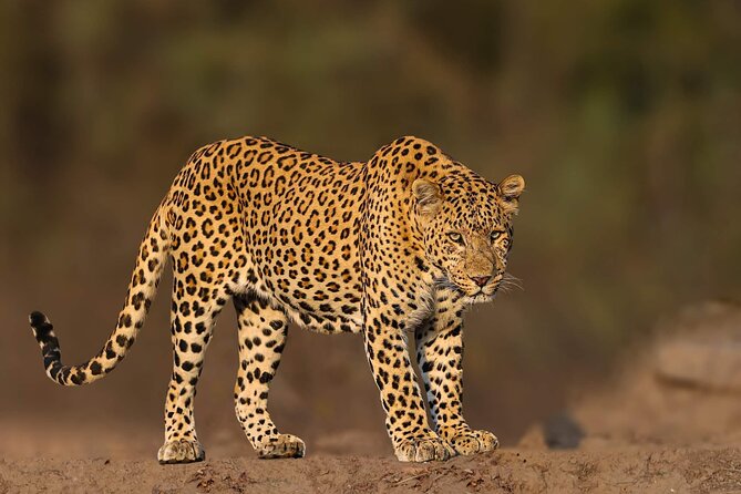05 Days - Private Luxury Golden Triangle Tour with Ranthambore - Comfort and Communication: What Private Really Means Here