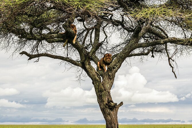 10-Day Predators Tanzania Safari Luxury Package - Kilimanjaro Arrival: A Real Start in Arusha (Not Just Airport Hassles)
