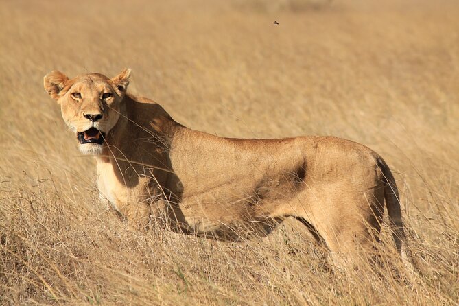 10-Day Predators Tanzania Safari Luxury Package - Days 5–7 in Serengeti (Seronera): Big Cats, Big Numbers, and Migration Timing