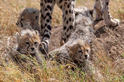 10-Day Predators Tanzania Safari Luxury Package - Day 4 in Manyara: Birding Energy and Lions That Love the Trees