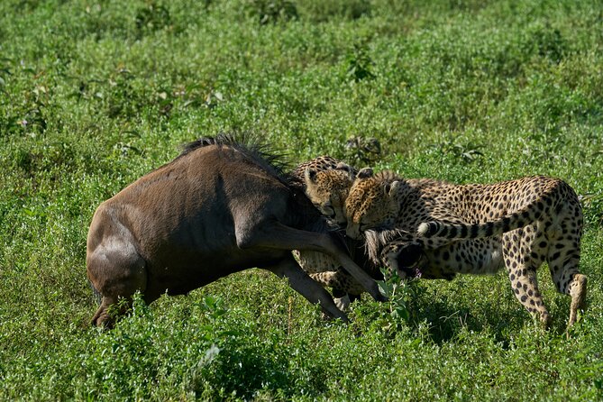 10-Day Predators Tanzania Safari Luxury Package - Day 8 Transfer to Ngorongoro: When the View Changes and the Game Tightens