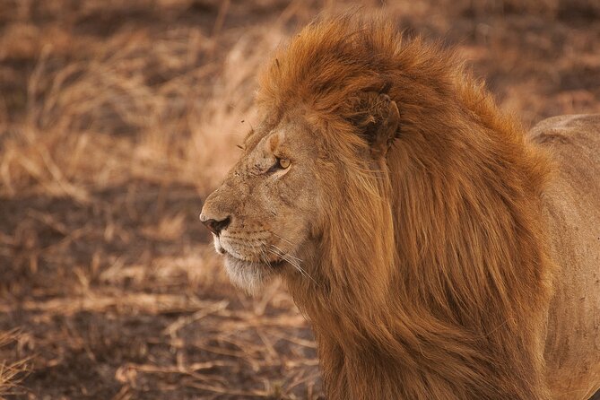 10-Day Predators Tanzania Safari Luxury Package - Day 9 Ngorongoro Crater + Lake Magadi: The World’s Largest Caldera Bowl