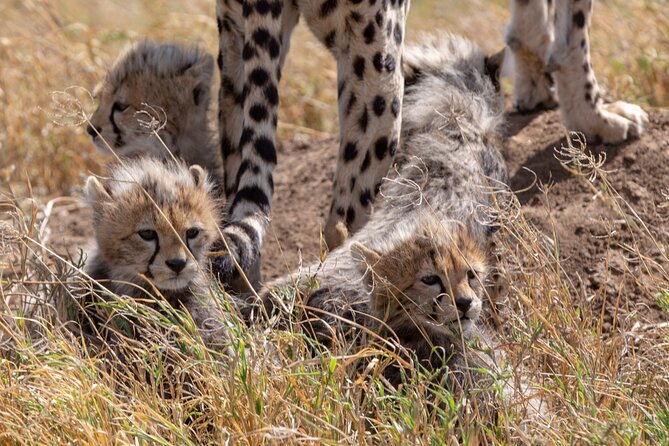10-Day Predators Tanzania Safari Luxury Package - Day 4 in Manyara: Birding Energy and Lions That Love the Trees