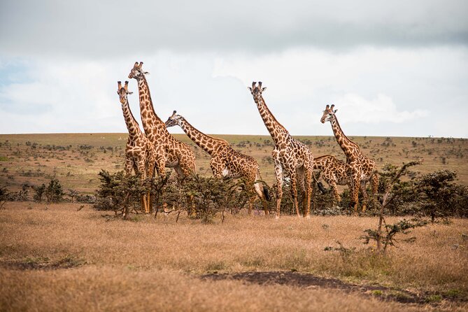 12 Days Best Of Kenya and Tanzania Safari - Luxury - Lake Naivasha by boat: Crescent Island and Rift Valley nature walks