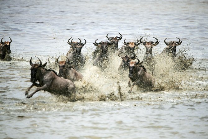 12 Days Best Of Kenya and Tanzania Safari - Luxury - Maasai Mara: luxury lodge nights inside the reserve, plus migration-style driving