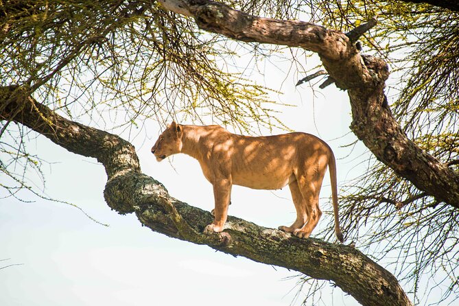 12 Days Best Of Kenya and Tanzania Safari - Luxury - Serengeti: full days, long viewing windows, and the border-day switch in Tanzania