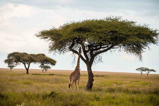12 Days Best Of Kenya and Tanzania Safari - Luxury - Amboseli: big skies, elephant country vibes, and your final Kenyan wildlife rhythm
