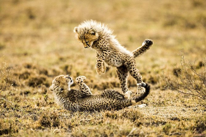 12 Days Best Of Kenya and Tanzania Safari - Luxury - Included meals and drinking water: how it affects your daily comfort