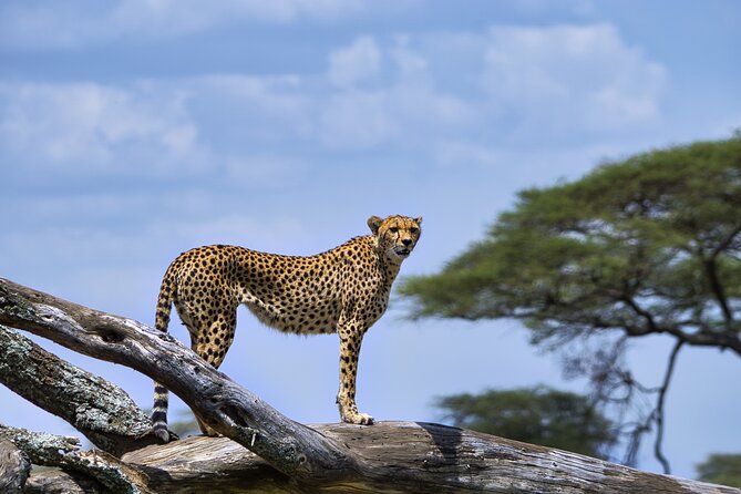 12 days Luxury Tanzania Honeymoon Safari and Zanzibar - Moving Toward the Serengeti via Ngorongoro Conservation Area