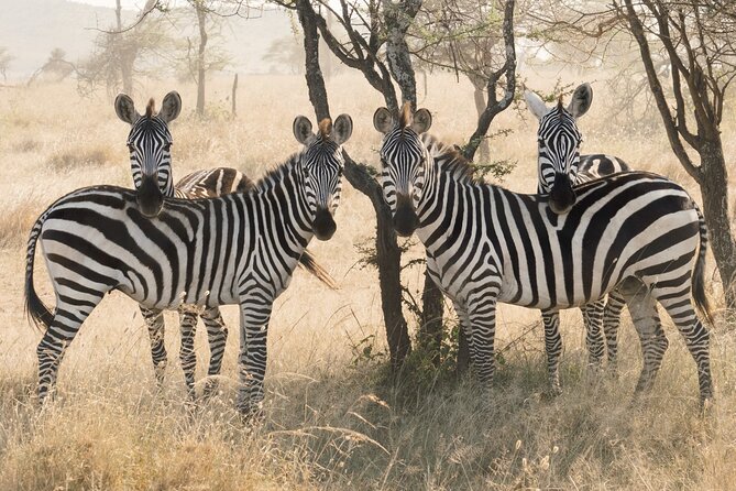 12 days Luxury Tanzania Honeymoon Safari and Zanzibar - Ngorongoro Crater: The Descent That Feels Like a Different World