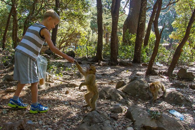2 days Sahara tour with overnight in luxury desert camp - Optional Stops That Add Color: Cedar Forest Monkeys and Erfoud Fossils