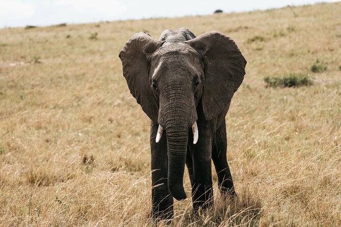 3-Day Masai Mara Luxury Safari - Day two full-force wildlife time in Maasai Mara