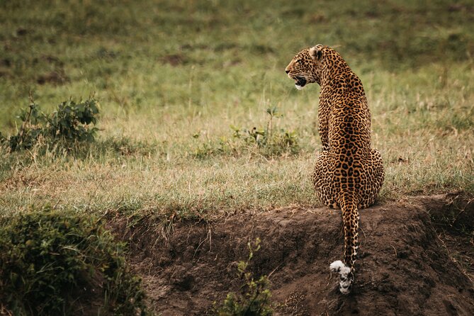 3-Day Masai Mara Luxury Safari - Guides who get results: the names that show up for a reason