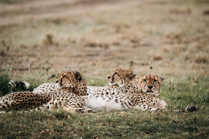 3-Day Masai Mara Luxury Safari - What this safari is best for (and what might not fit)