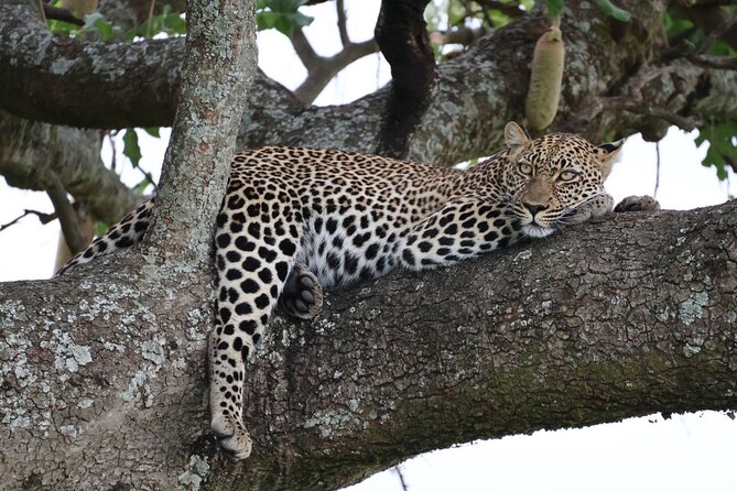 3 Day Private Tour in Maasai Mara with Lodge Luxury with Jeep - Road Trip Day 1: Nairobi to the Rift Valley, then straight into Maasai Mara