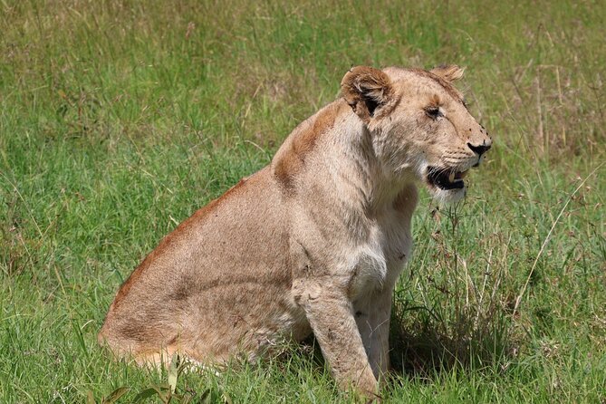 3 Day Private Tour in Maasai Mara with Lodge Luxury with Jeep - The pop-up roof 4x4 jeep: why it matters more than you think