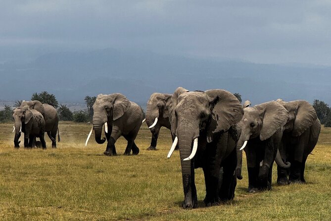 3 Day Private Tour in Maasai Mara with Lodge Luxury with Jeep - Price check: what $1,100 per person gets you (and why it feels fair)