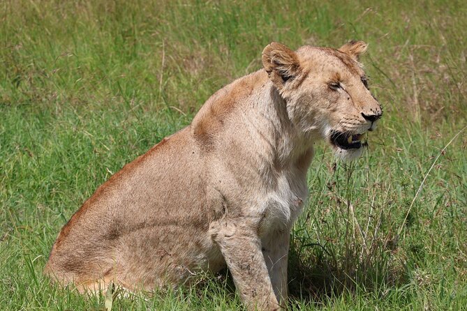 3 Day Private Tour in Maasai Mara with Lodge Luxury with Jeep - Jambo Mara Safari Lodge: comfort inside the park circuit