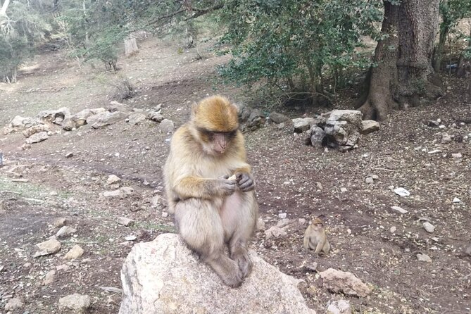 3 Days Luxury Desert Tour From Fes To Marrakech via Merzouga - Ifrane and Azrou: alp vibes, cedar forests, and Atlas monkeys