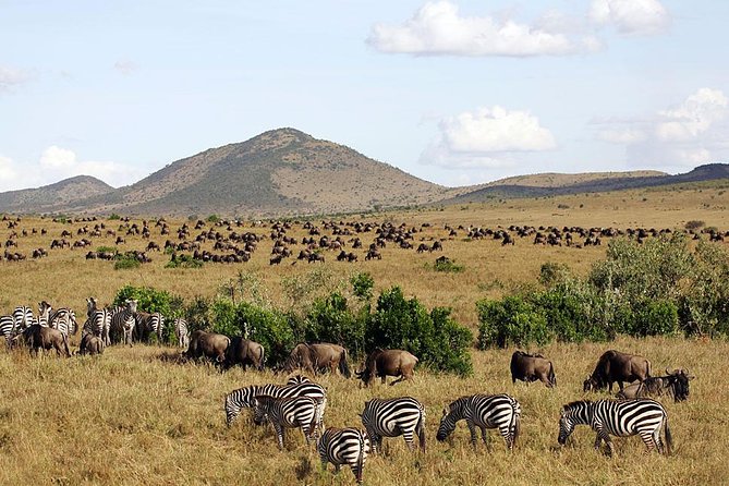3 days Maasai Mara Luxury Safari - Game drives in Maasai Mara: how you maximize sightings