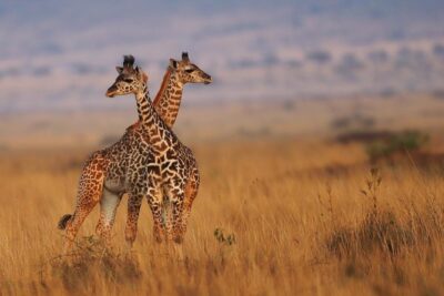 3 days Maasai Mara Luxury Safari - Nairobi to the Mara: the long drive you should actually plan for