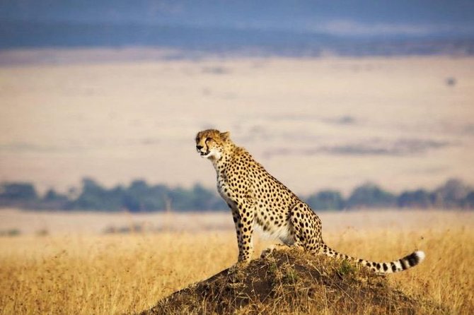 3 days Maasai Mara Luxury Safari - Private safari logistics: why private can feel worth the money