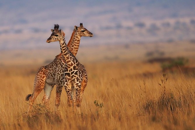 3 days Maasai Mara Luxury Safari - Nairobi to the Mara: the long drive you should actually plan for