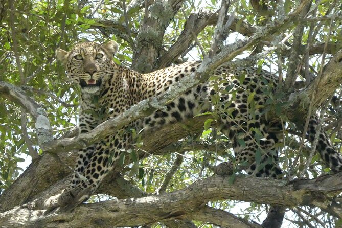 3 Days Masai Mara Luxury Safari - Why Masai Mara Works So Well for Only 3 Days