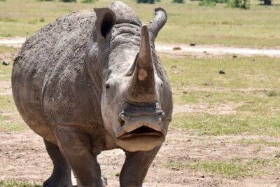 3 Days Masai Mara Luxury Safari - Nairobi to the Great Rift Valley Viewpoint (Plus a Narok Stop)