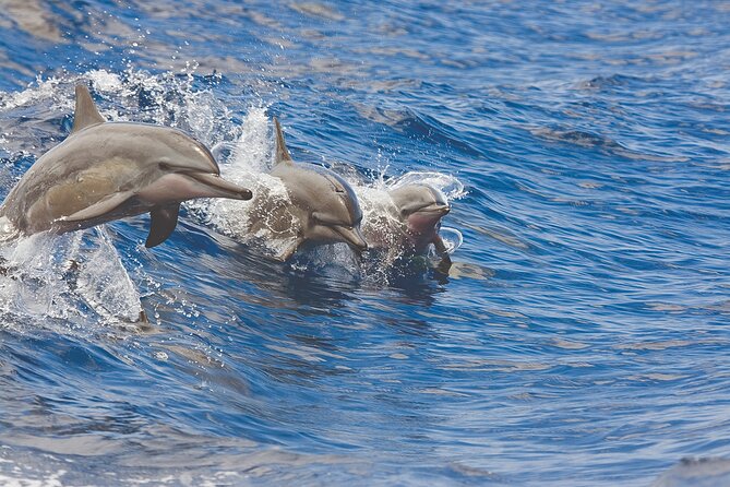 3-Hour Small-Group Maalaea Luxury Snorkel Cruise Tour - What “small-group luxury” means on a 3-hour Maui snorkel cruise