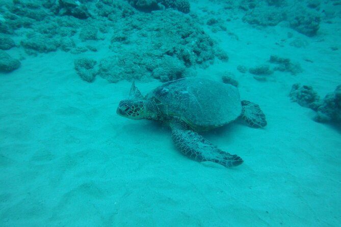 3-Hour Small-Group Maalaea Luxury Snorkel Cruise Tour - Molokini Crater: the main snorkeling target between Maui and Kaho‘olawe