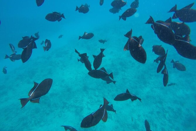 3-Hour Small-Group Maalaea Luxury Snorkel Cruise Tour - Coral Gardens: reef time you can’t access from shore