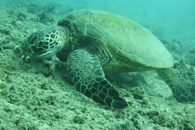 3-Hour Small-Group Maalaea Luxury Snorkel Cruise Tour - Sugar Beach and Haycraft Park: sand, sea turtles, and long Maui shoreline views