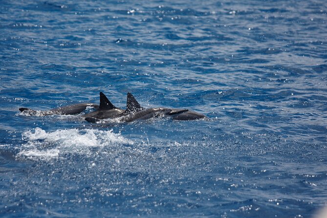 3-Hour Small-Group Maalaea Luxury Snorkel Cruise Tour - Who this tour is best for (and who should rethink it)