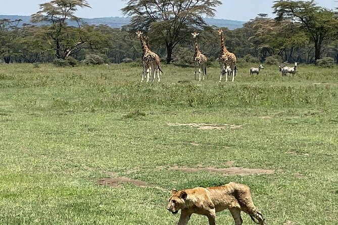 4 Days Masai Mara and Lake Nakuru Mid-Luxury safari - Day 1: Lake Nakuru’s Flamingo Shores and Rhino Sanctuary Time