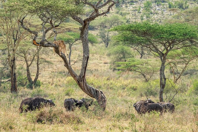 4 Days Masai Mara and Lake Nakuru Mid-Luxury safari - Day 4: Maasai Community Visit (Optional) and Back to Nairobi