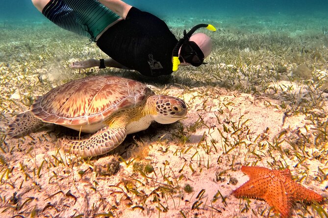 4 Hour Cozumel Turtle Sanctuary Experience on a Luxury Catamarán - Timing That Makes or Breaks Your Cozumel Reef Day