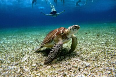 4 Hour Cozumel Turtle Sanctuary Experience on a Luxury Catamarán - What the Reef Stops Are Trying to Do for You