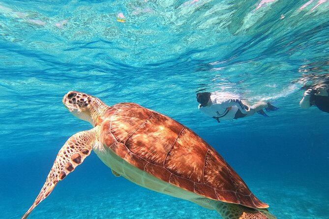 4 Hour Cozumel Turtle Sanctuary Experience on a Luxury Catamarán - El Cielo and the Starfish Sands of Heaven