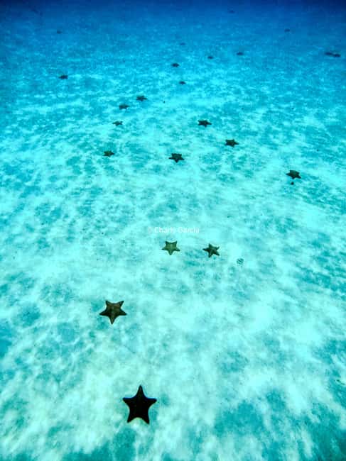 4 Hour Turtle Sanctuary Experience on a Luxury Catamarán - Price of $78: What You Get (and What Costs Extra)