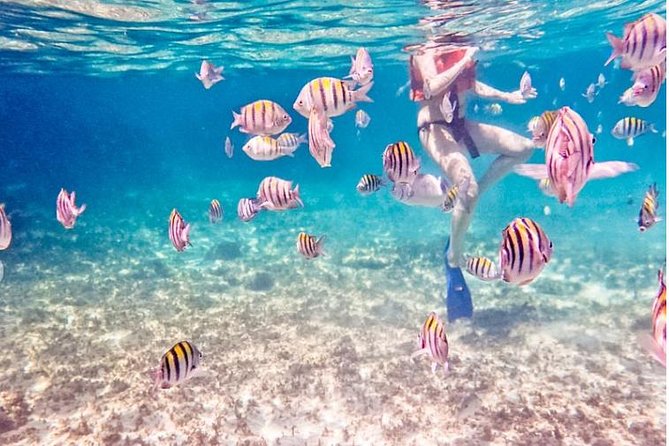 4H Luxury 44' Catamaran All-Inclusive in Tulum & Playa del Carmen - Stop 1: In-Ha Reef Snorkeling (Sea Turtles, Coral, and Calm Water)