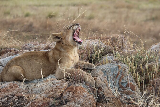 5 Days Best of Tanzania Luxury Safari Northern Circuit - Ngorongoro Crater to Serengeti: a huge day, built for variety