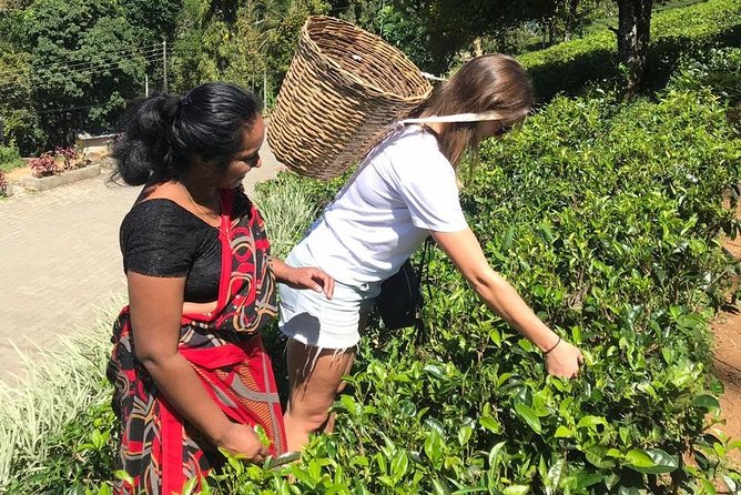 5 Days Tour in Sri Lanka (Hotels with Breakfast & Luxury Car) - What Makes the Private Car a Real Upgrade