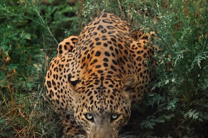 6-Days Golden Triangle Tour With Ranthambore & Jhalana Safari - Key things that make this tour worth a look