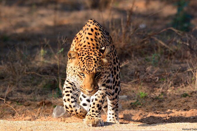 6-Days Golden Triangle Tour With Ranthambore & Jhalana Safari - Price and logistics: what $397.28 covers (and what it doesn’t)