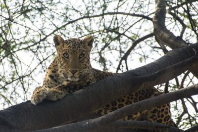 6-Days Golden Triangle Tour With Ranthambore & Jhalana Safari - Delhi Day 1: Qutub Minar and Old Delhi without the sprinting