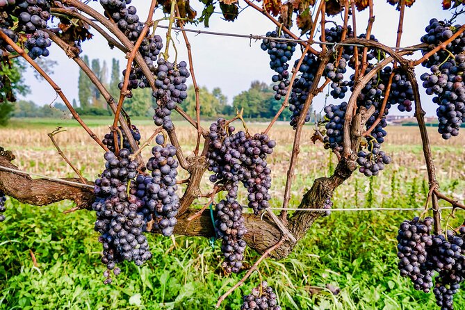 6-hour Private Luxury SUV Wine Tour in Napa Or Sonoma Valley - Price that makes sense when you’re traveling as a group