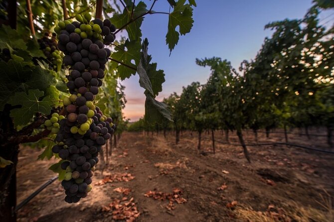 6-hour Private Luxury SUV Wine Tour in Napa Or Sonoma Valley - What’s included, what’s not, and the tasting-fee gotcha